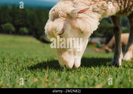 Die Makaino Ranch am Fuße des Mt. Fuji hat eine Weide, auf der man grasende Schafe aus nächster Nähe sehen kann. Obwohl ich auf einer Farm aufgewachsen bin, habe ich nie B Stockfoto