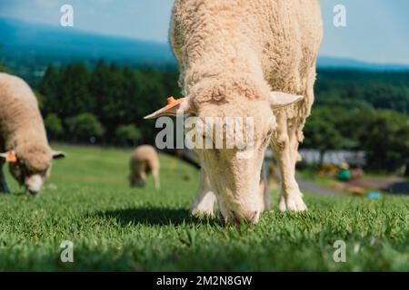 Die Makaino Ranch am Fuße des Mt. Fuji hat eine Weide, auf der man grasende Schafe aus nächster Nähe sehen kann. Obwohl ich auf einer Farm aufgewachsen bin, habe ich nie B Stockfoto