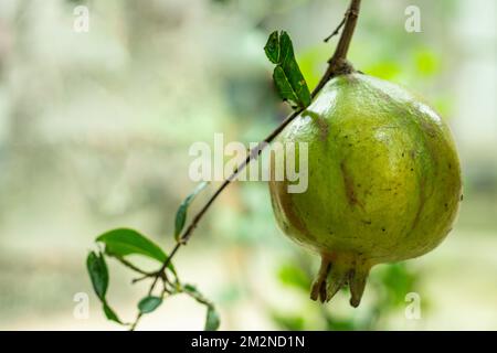 Granatapfel ist ein kleiner, aus Asien stammender Obstbaum, runde Früchte mit rötlich-gelblicher Farbe auf der Oberseite. Granatäpfel sind eine Superfrucht. Stockfoto