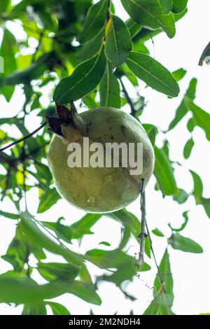 Granatäpfel sind ein wunderbares Superessen, voll von Antioxidantien, die zur Vorbeugung von Krebs und Herzkrankheiten beitragen können. Granatäpfel sind reich an Ameisen Stockfoto