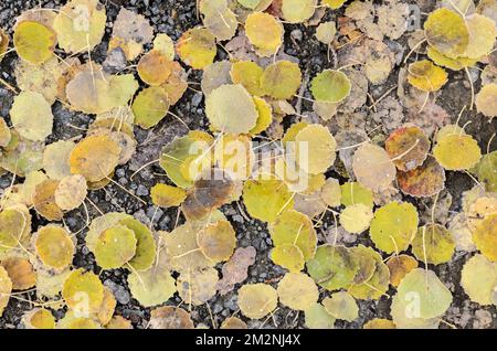 Gefrorene Blätter des Populus tremula, europäischer Aspenbaum auf dem Waldgrund im Winter, Blick von oben Stockfoto