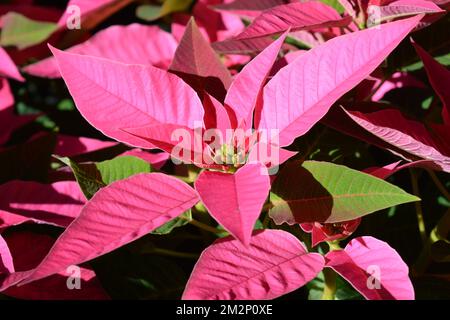 Rosafarbene Poinsettia, traditionelle bunte Weihnachtstopfpflanzen, zum Verkauf in einem Gartencenter Stockfoto