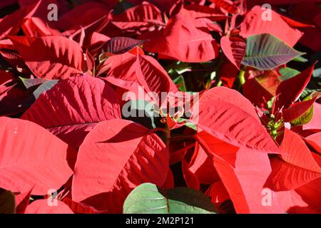 Rote Poinsettia, traditionelle bunte Weihnachtstopfpflanzen, zum Verkauf in einem Gartencenter Stockfoto