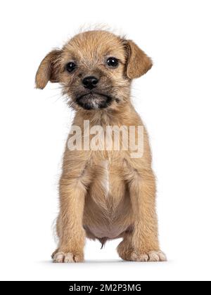 Süßer, hellbrauner Hund mit Kabelhaaren, der nach vorne schaut. Ich schaue in die Kamera. Isoliert auf weißem Hintergrund. Stockfoto