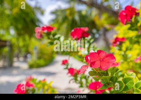 Nahaufnahme der roten rosa Blüten von Dipladenia Sundaville mit verschwommenem tropischen Gartenhintergrund. Exotische Blumenwelt, sonniger Tag Stockfoto