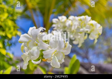 Tropischer Blumengarten mit weißen Orchideen auf verschwommener grüner Natur und blauem Himmel. Exotisch blühender Blumengarten oder Park auf den Malediven, Blüten Stockfoto