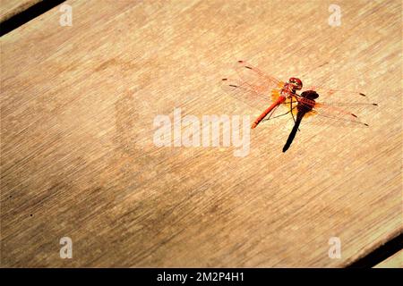 Eine Nahaufnahme einer roten Libelle, die auf einem Holzbrett sitzt Stockfoto