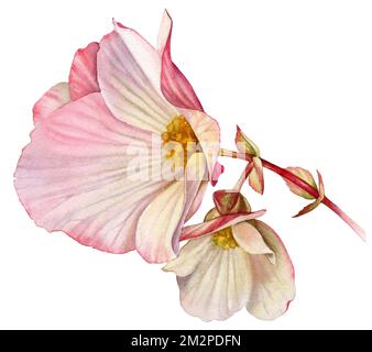 Aquarelle Begonia-Blumen. Zweig mit großen Blütenblättern und Knospen. Farbenfrohe zarte Pflanze in Rosa und Orange isoliert auf Weiß. Realistische botanische Blumen Stockfoto