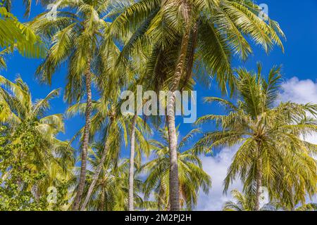 Grüne Palme gegen blauen Himmel und weiße Wolken. Tropische Natur im Hintergrund. Outdoor-Landschaft als idyllische Bannervorlage für Reiseurlaube, entspannen Sie sich Stockfoto