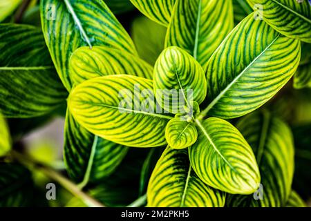 Tropisches Grün im Garten und dunkles Hintergrundkonzept. Exotische natürliche Pflanze von oben, Textur der Blätter, erstaunliche Blätter Stockfoto
