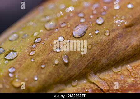 Makroblätter in Herbstfarben mit Tautropfen. Morgenregen und sanftes Sonnenlicht, Nahaufnahme als saisonales Banner. Natürliches Muster Stockfoto