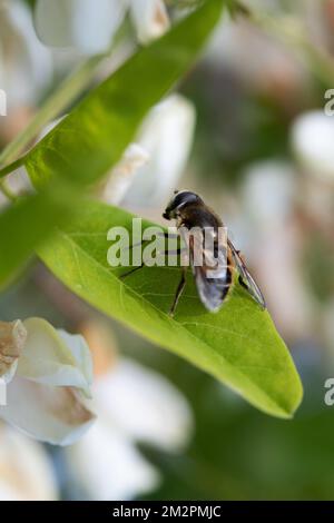 Das Insekt Eristalis arbustorum Stockfoto