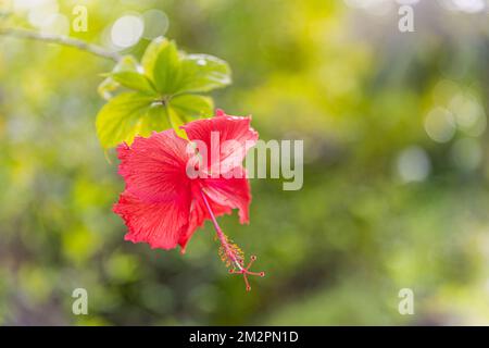 Romantisch farbenfrohe Hibiskusblüte in der Natur, Blütenblatt Hibiskusblüte im Garten. Exotische tropische Insel Naturgarten, blühende Blumen Stockfoto