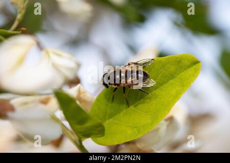 Das Insekt Eristalis arbustorum Stockfoto