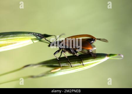 Insekt Lagria hirta Stockfoto