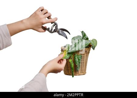 Gärtnerin schneidet verwelkte Pflanzen in einem Topf mit einer Gartenschere, isoliert auf weißem Hintergrund. Eine weibliche Hand mit einer Baumschere trimmt eine getrocknete Blume. Stockfoto