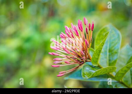Farbenfrohe rosafarbene Blume auf grünem tropischem Laub mit Naturhintergrund. Exotischer Blumennahegarten in Gartentropen. Frische Blütenknospen auf grünen Blättern Stockfoto