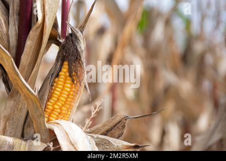 Maisstängel und Ähren auf dem Feld Ende Oktober nach der Ernte Stockfoto