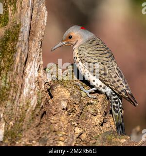 Nahaufnahme eines nördlichen Flimmernvogel, der auf einem Baumstumpf steht Stockfoto