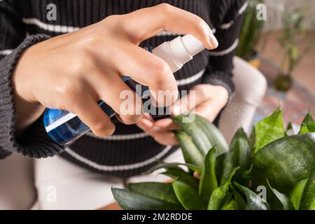 Eine Pflanze besprühen, Nahaufnahme einer Frau, die eine Pflanze besprüht. Halten der Sprühflasche. Sansevieria Zeylanica im Blumentopf. Eine weiße Pfleger-Pflanze. Stockfoto