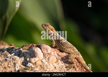 Die Europäische Agama-Eidechse sitzt auf einem Stein auf grünem Naturhintergrund Stockfoto