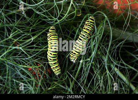 Insektenpapilio polyxene Stockfoto