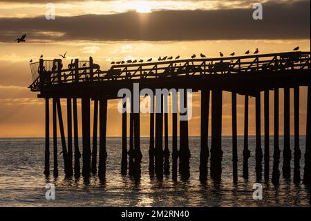 Der alte seacliff Pier in Aptos, Kalifornien, bei Sonnenuntergang. Der Pier ist bedeckt mit vielen Vögeln, einschließlich Pelikanen und Komoranten. Stockfoto