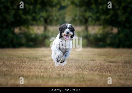 Schwarz-Weißer Cockapoo läuft auf ein Feld zu der Kamera Stockfoto