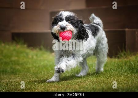 Schwarz-Weißer Cockapoo mit einem Ball, der auf die Kamera in ihrem Garten zuläuft Stockfoto