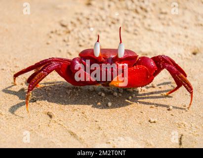 A close-up shot of a red earth crab on the sandy beach Stock Photo