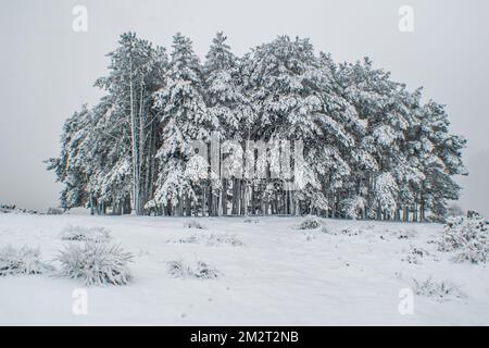 Ein Haufen schneebedeckter Bäume steht allein auf einem Hügel im Ashdown Forest England an einem nebligen verschneiten Dezembermorgen Stockfoto