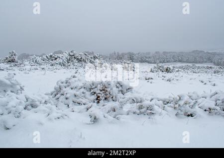 Ein Blick über Asdown Forest England, die leere verschneite neblige Landschaft an einem Dezembermorgen Stockfoto