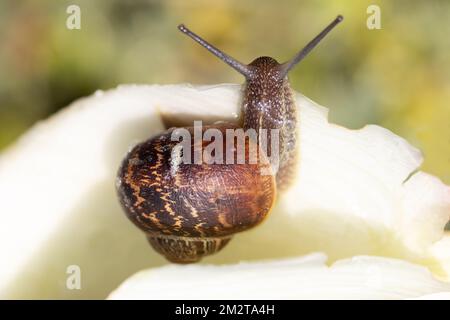 Riesige Landschnecken Stockfoto