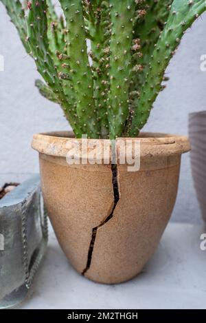 Ein bläulicher opuntia in einem kleinen Tontopf mit einem großen Schlitz Stockfoto