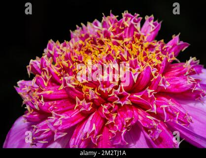 Dahlia „Inca“ rosa Blume. Selektivfokus der Dahlienblume. Schwarzer Hintergrund Stockfoto