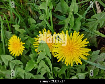 Löwenzahn-Blütenkopf. Gelbe Blütenblätter. Üppiges Laub im Hintergrund. Tageslichtfoto. Grasklinge Makro. Herbstszene. Heilpflanze. Krautig. Stockfoto