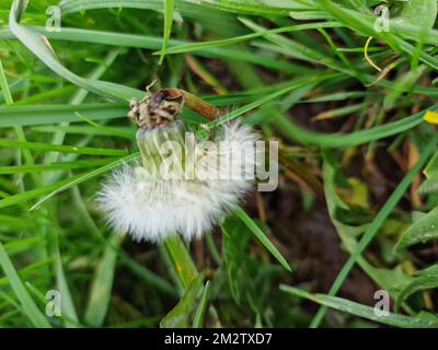 Löwenzahn-Nahaufnahme. Grüner Hintergrund. Grasklingenfotografie. Wildblumen im Sommer. Wunderschöne Natur. Üppiges Laub im Hintergrund. Stockfoto