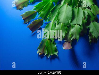 Kakteen auf blauem Hintergrund. Draufsicht. Leerzeichen kopieren. Stockfoto