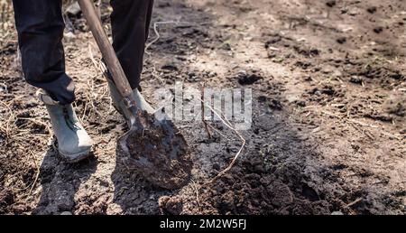 Ein Mann in Stiefeln gräbt Beete in den Boden, um im Frühling Kartoffeln oder Gemüse zu Pflanzen. Der Fuss eines hart arbeitenden Bauern in schmutzigen Stiefeln im Garten Stockfoto