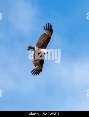 Brahmini-Drachen-Adler, der hoch aufsteigt, fotografiert vor dem blauen Himmel. Stockfoto