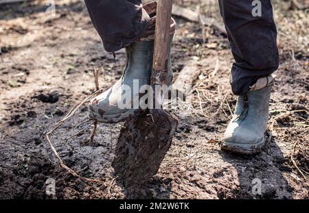 Arbeiter gräbt Erde mit Schaufel der Fuß eines hart arbeitenden Landwirts in schmutzigen Stiefeln im Garten gräbt den Boden zum Pflanzen von Samen oder Setzlingen im aus Stockfoto