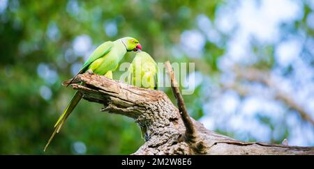 Der männliche Sittich mit Rosenring füttert das Weibchen als Teil des Hofreifrituals und speist das Futter in den Mund des weiblichen Vogels. Stockfoto