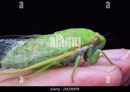 Nahaufnahme einer jadegrünen Cicada, die auf menschlichen Fingern ruht. Stockfoto
