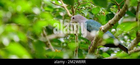 Grüne kaiserliche Taubenbude auf einem banyan-Baum. Stockfoto