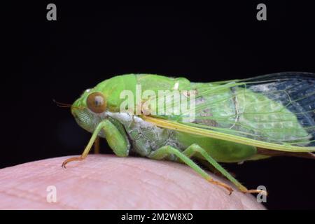 Nahaufnahme einer jadegrünen Cicada, die auf menschlichen Fingern ruht. Stockfoto