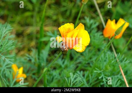 Maikäfer auf gelber Blüte Stockfoto