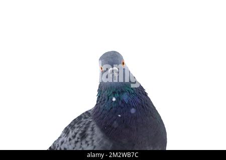 Taube, die auf die Kamera schaut, isoliert auf weiß Stockfoto