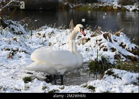 Kent, UK. 14/12/2022, A mute swan (Cygnus Olor) looked for food on the snow covered banks of the River Cray. Foots Cray Meadows, Nature Reserve, Sidcup. Stock Photo