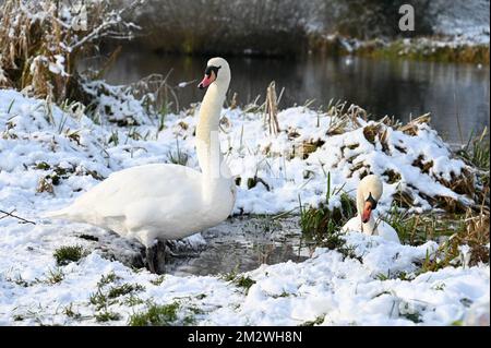 Kent, Großbritannien. 14/12/2022, Ein Paar stumme Schwäne (Cygnus olor) suchte nach Essen an den schneebedeckten Ufern des Flusses Cray. Foots Cray Meadows, Naturschutzgebiet, Sidcup. Stockfoto