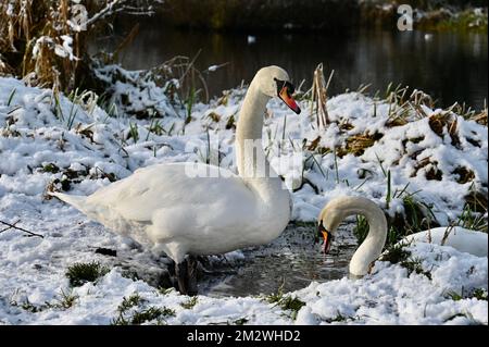 Kent, Großbritannien. 14/12/2022, Ein Paar stumme Schwäne (Cygnus olor) suchte nach Essen an den schneebedeckten Ufern des Flusses Cray. Foots Cray Meadows, Naturschutzgebiet, Sidcup. Stockfoto